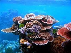 Rạn san hô nhân tạo có thể góp phần cứu hệ sinh thái biển